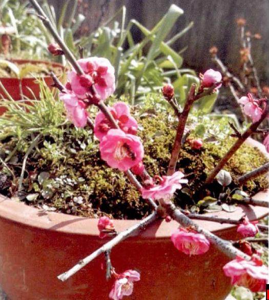 梅花地栽在选址上最好是向阳朝南 空气流通 地势高畅