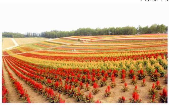 湖北京山县发展花卉苗木产业扮靓乡村