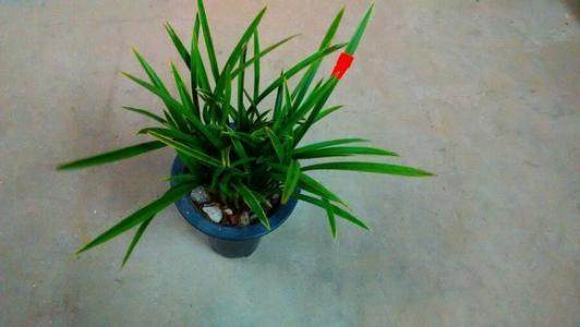 绍兴市艺兰知识大赛规程