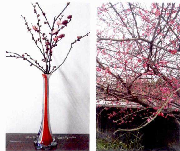 盆栽梅花更换新土 施肥要注意根肥和叶面肥相互补充