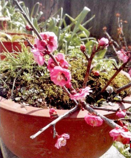 盆栽梅花更换新土 施肥要注意根肥和叶面肥相互补充