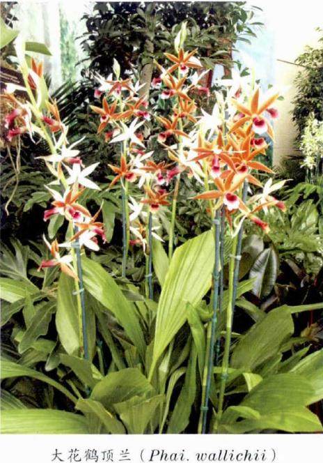 鹤顶兰又称千鹤兰、红鹤兰，是兰科鹤顶兰属的大型植物之一