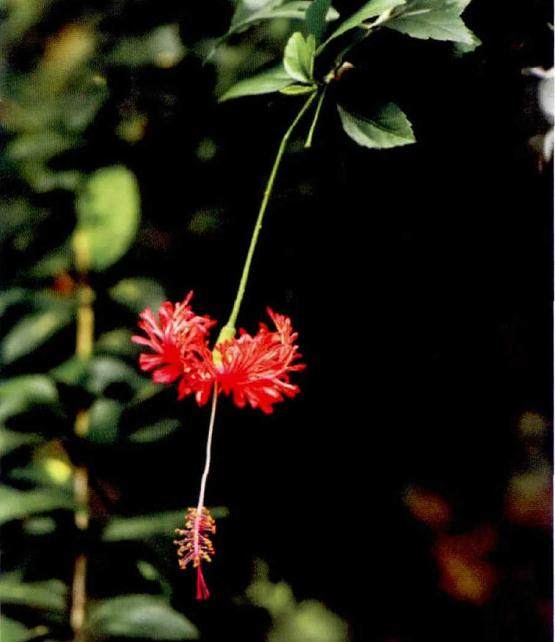 吊灯扶桑夏季养护要点 5月一9月是快速生长期和主要花期
