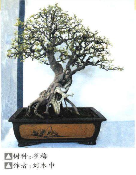 第十一届中国郑州山水豫园盆景展于2017年7月19日开幕