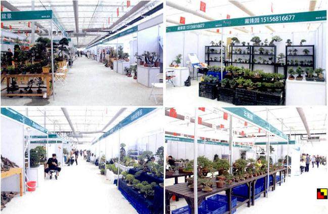 请问如皋国际园艺城进军盆景界的初衷是什么