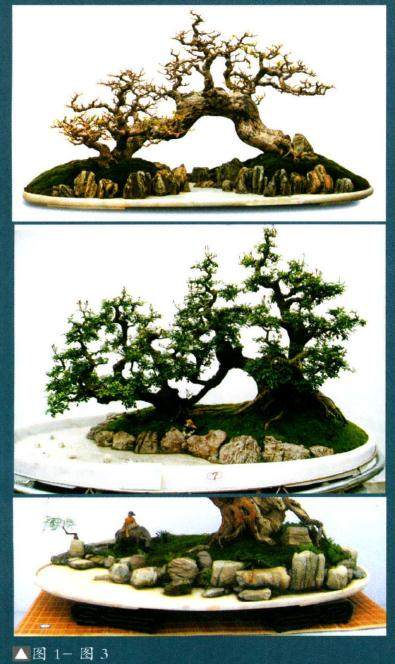 如何做好水旱盆景制作中的布石?