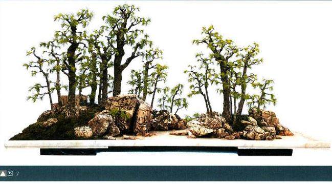 如何做好水旱盆景制作中的布石?