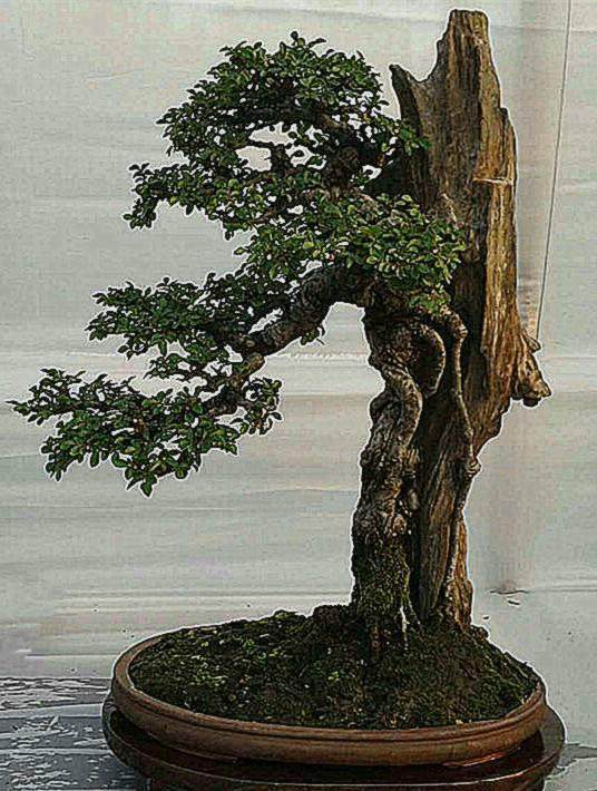 第四届中国风盆景展和我以前所参观的盆景展完全不同