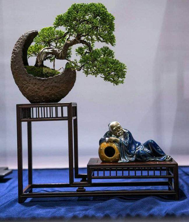 第四届中国风盆景展和我以前所参观的盆景展完全不同