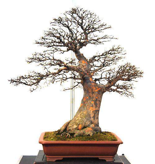 第四届中国风盆景展和我以前所参观的盆景展完全不同