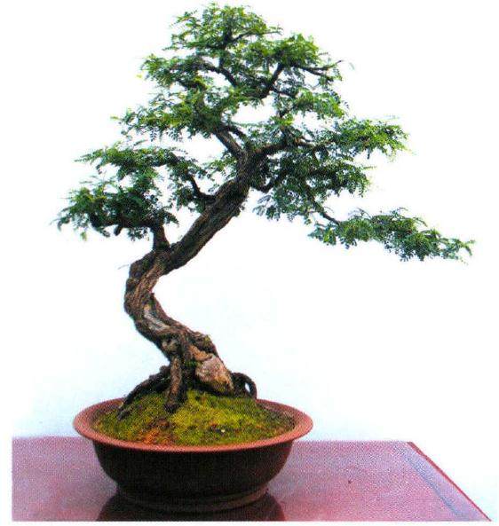 河南省中州盆景展大赛已经连续举办了十四届