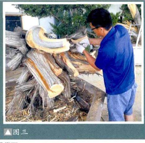 图解 樊顺利演示柏树盆景的造型过程