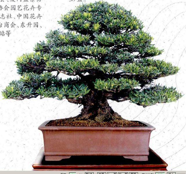 樊顺利演示柏树盆景的造型过程2017第二届粤台南风盆景展