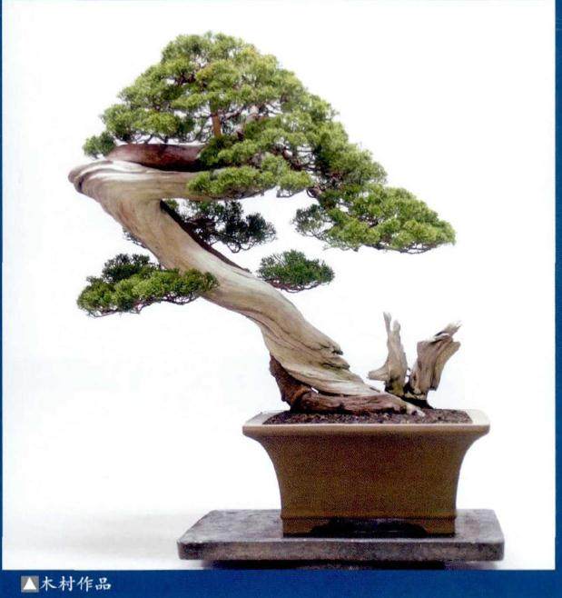 世界各地众多的盆景爱好者都渴望得到木村正彦的作品