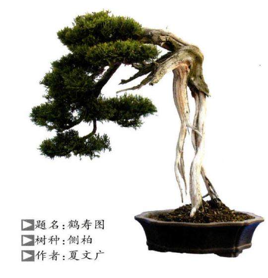 山东盆景协会联盟精品邀请展令盆景人备受鼓舞