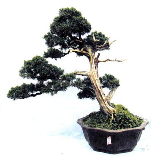 2017年 &ldquo;江苏盆景作家&rdquo;评选大赛