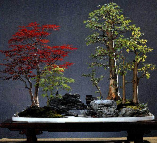 水石枫叶盆景的制作过程