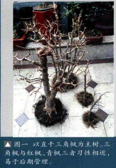 图一以直干三角枫为主树三角枫与红枫