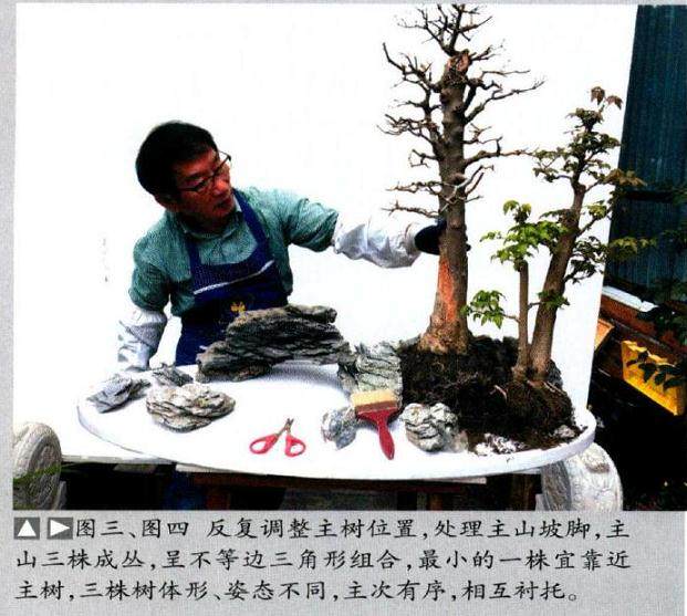 图四反复调整主树位置