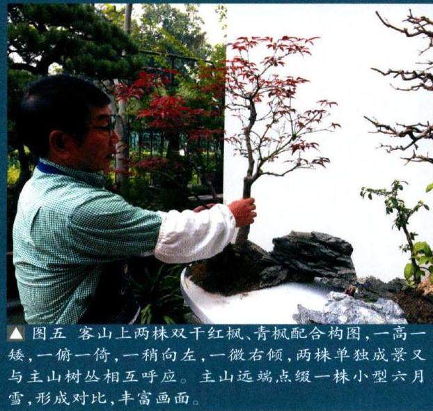 图五客山上两株双干红枫