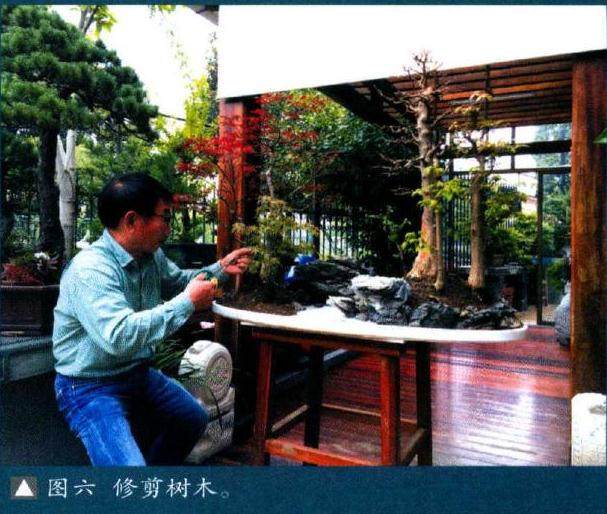 图六修剪树木