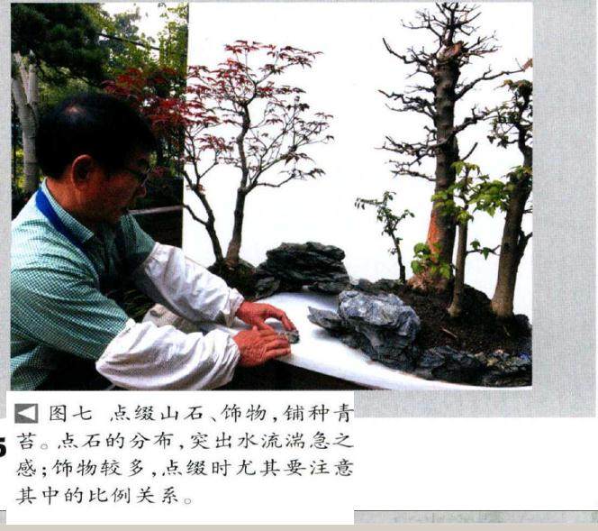 图解 水旱三角枫盆景怎么制作的9个过程