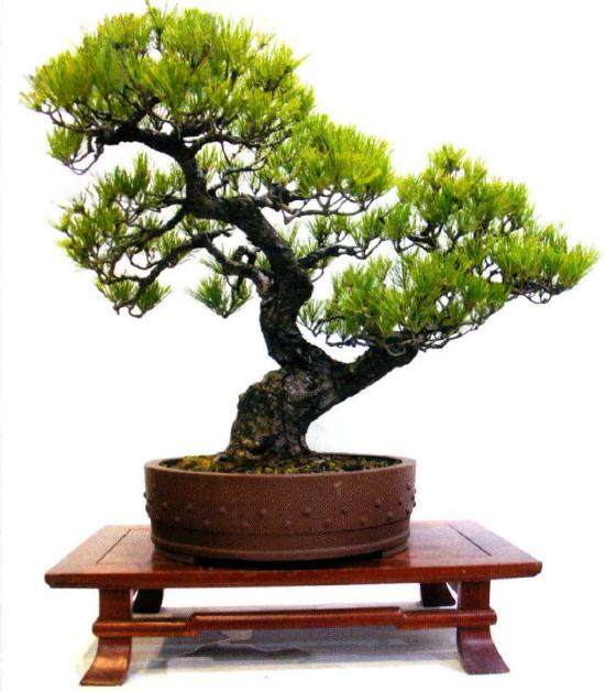 第二届中国杯盆景大赛在宁夏银川市花博园四季馆隆重开幕