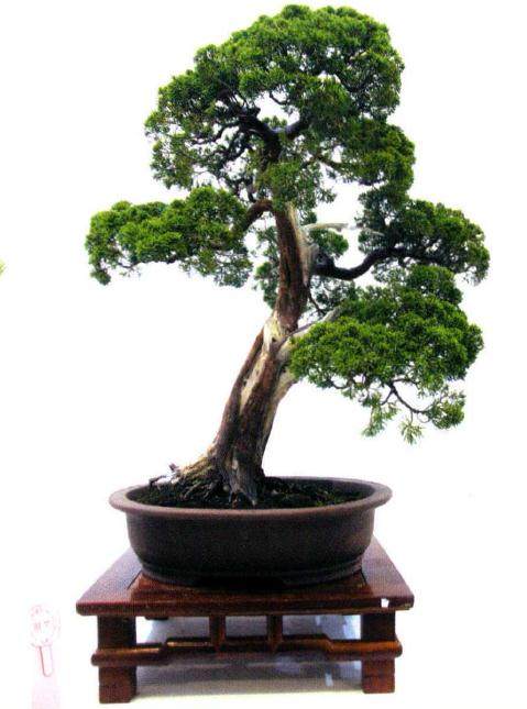 第二届中国杯盆景大赛在宁夏银川市花博园四季馆隆重开幕