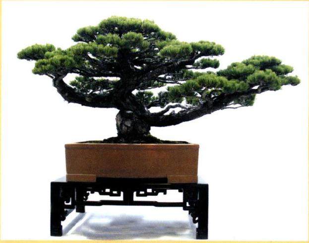 第二届中国杯盆景大赛在宁夏银川市花博园四季馆隆重开幕