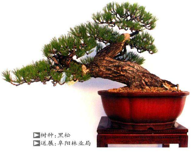 阜阳首届盆景展于2017年9在阜阳清河广场成功举办