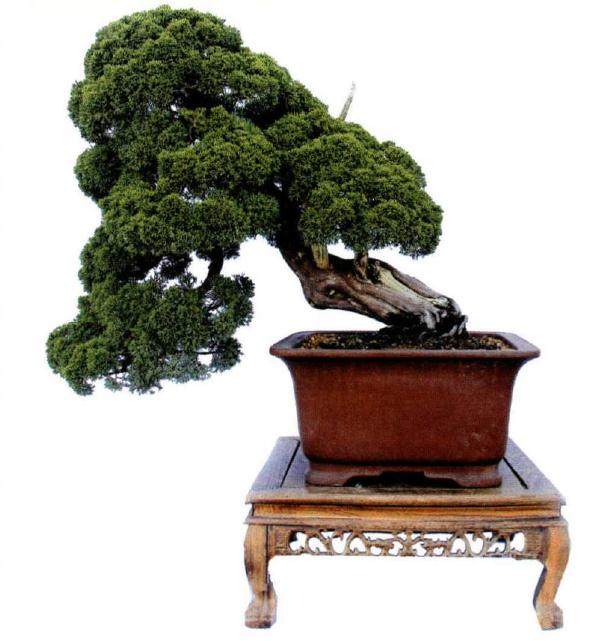 阜阳首届盆景展于2017年9在阜阳清河广场成功举办