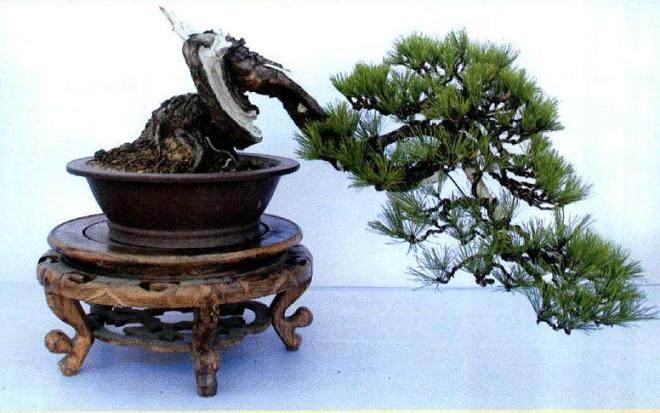 阜阳首届盆景展于2017年9在阜阳清河广场成功举办