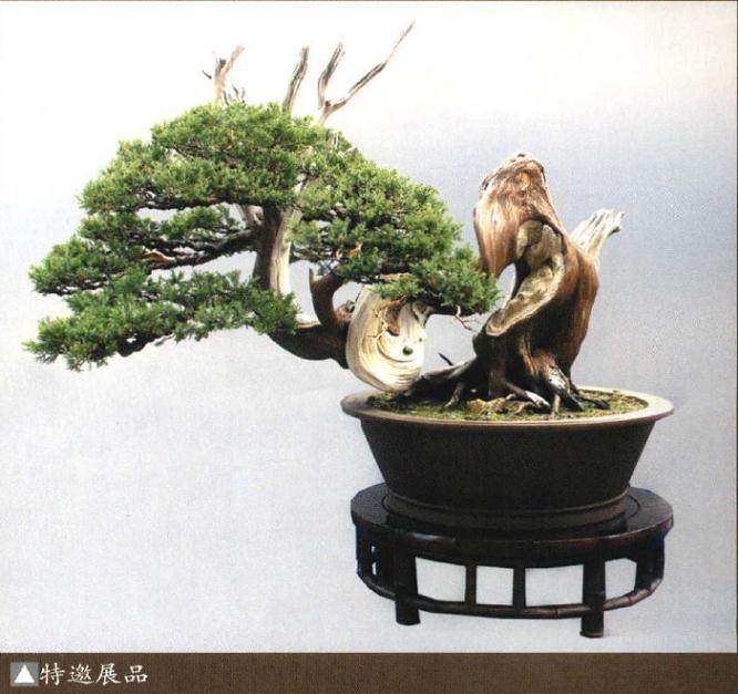 常州盆景精品展开幕式在常州工人文化宫隆重举行