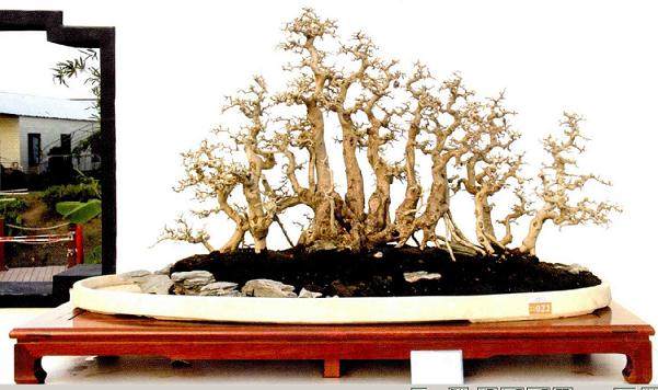 广东盆景协会成立30周年庆典