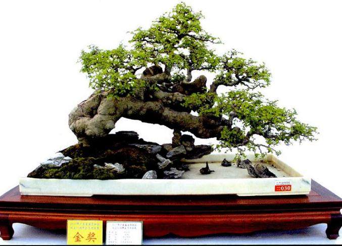 广东盆景协会成立30周年庆典