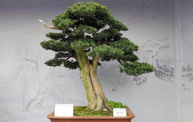 广东省海丰县花卉盆景协会召开第二届会员大会