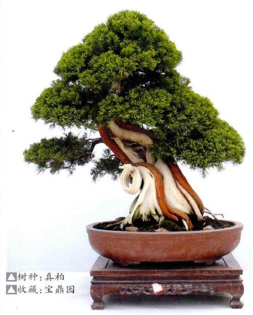 盆景收藏不仅耗费财力 又要眼光 还得懂管理