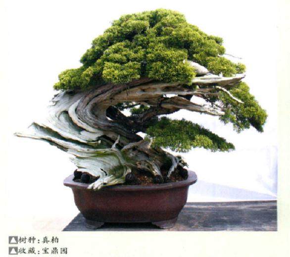 盆景收藏不仅耗费财力 又要眼光 还得懂管理