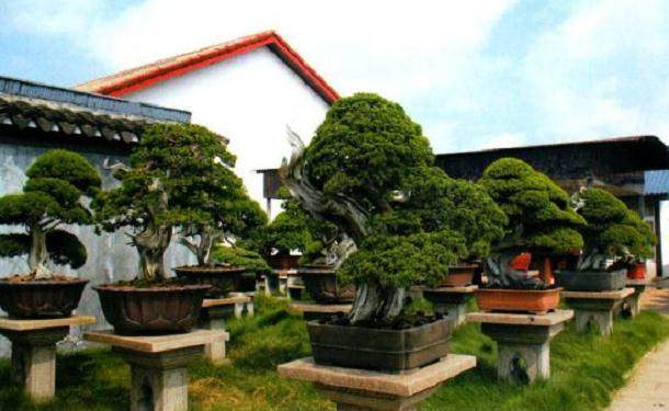 盆景收藏不仅耗费财力 又要眼光 还得懂管理