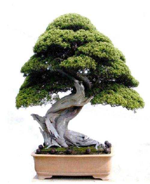 盆景收藏不仅耗费财力 又要眼光 还得懂管理