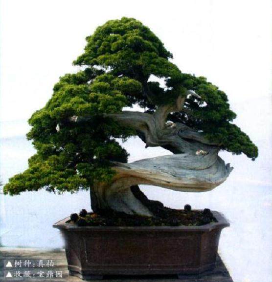 盆景收藏不仅耗费财力 又要眼光 还得懂管理