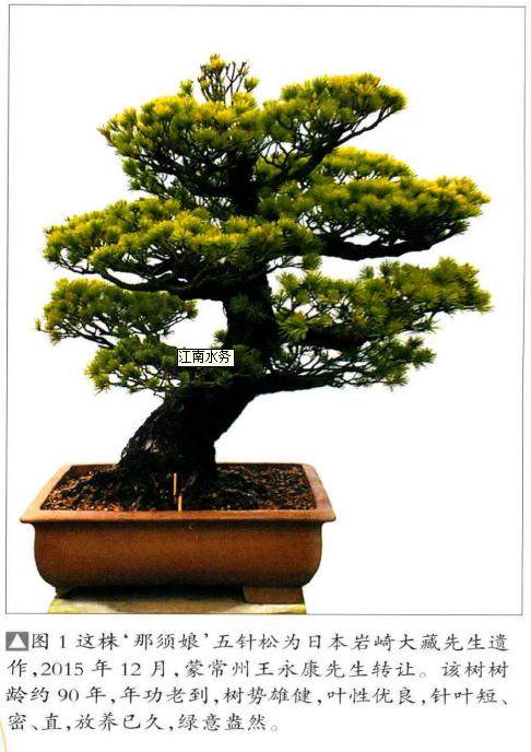日本五针松盆景的制作