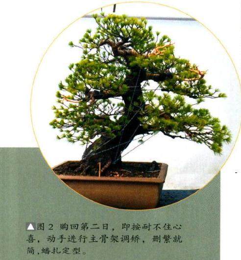 图解 日本五针松盆景怎么制作的8个过程