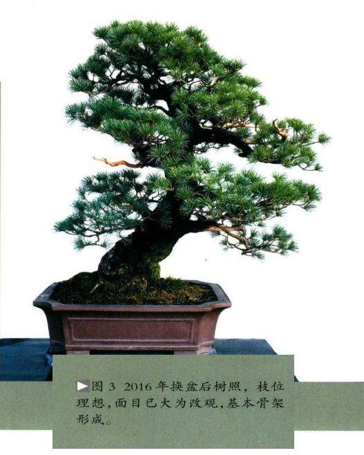 图解 日本五针松盆景怎么制作的8个过程