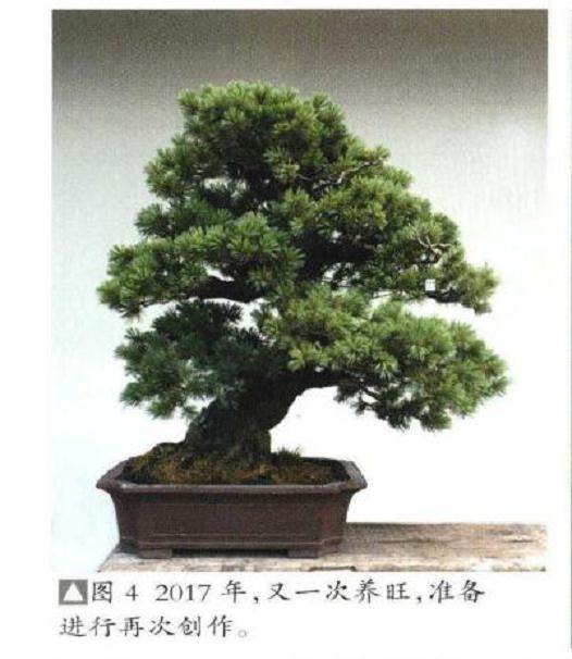 图解 日本五针松盆景怎么制作的8个过程