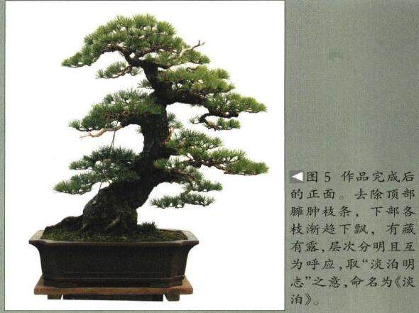 图解 日本五针松盆景怎么制作的8个过程