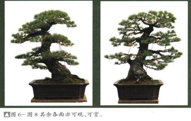 图解 日本五针松盆景怎么制作的8个过程