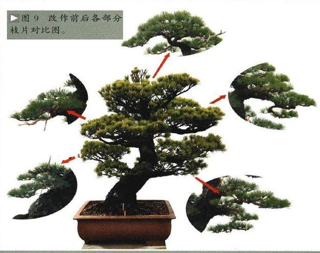 图解 日本五针松盆景怎么制作的8个过程