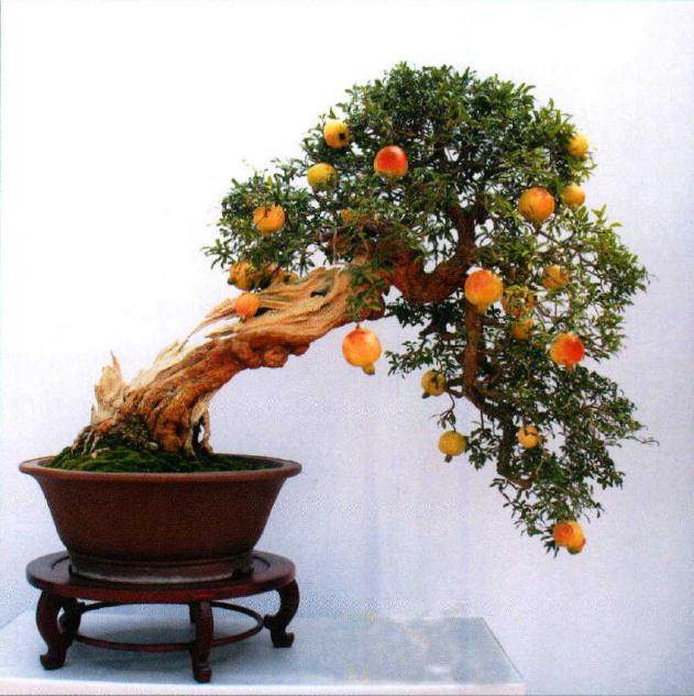 第四届中国精品盆景沐阳邀请展