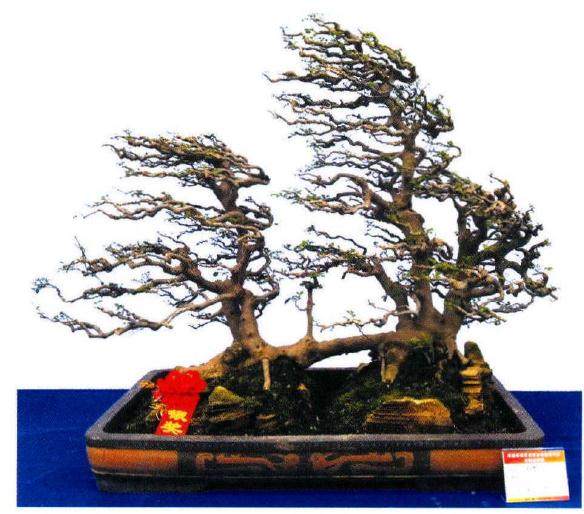 孝感市花鸟文化市场承办2017年首届盆景艺术展